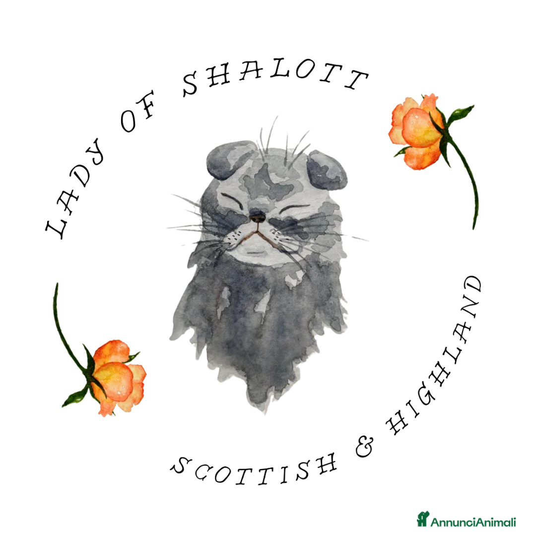 Immagine della galleria {{count}}