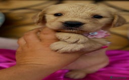 Golden Retriever cani in vendita: Golden retriever americano  - Annuncio 6