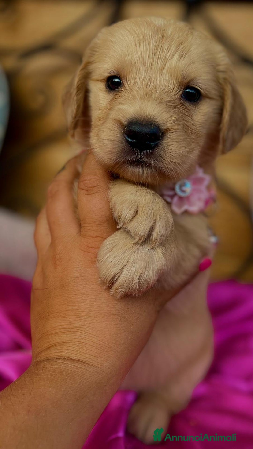 Golden Retriever cani in vendita: Golden retriever americano  - Annuncio 6