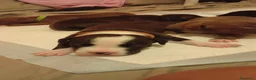 Pitbull cani in vendita: Vendo  - Annuncio 5
