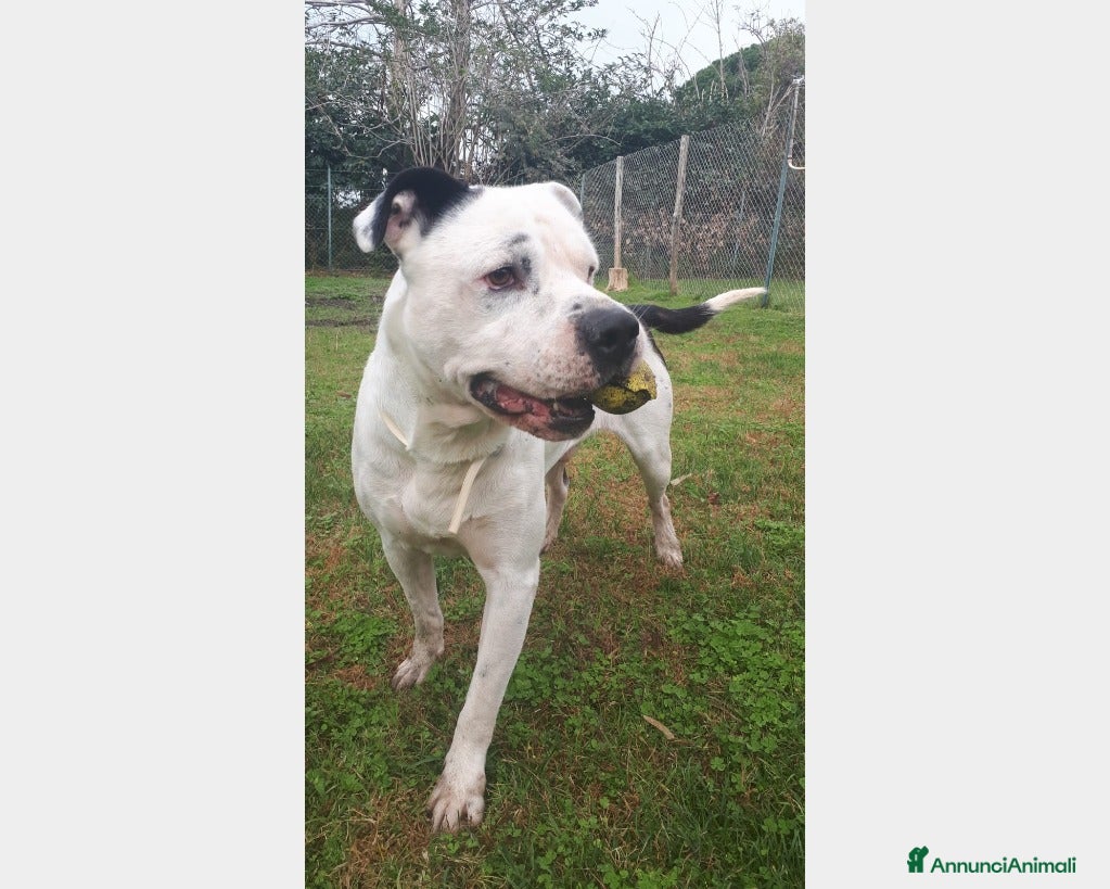 Meticcio cani Klaus dolcissimo testone cerca casa a Roma - Annuncio 8