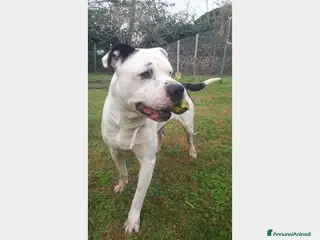 Meticcio cani Klaus dolcissimo testone cerca casa a Roma - Annuncio 22