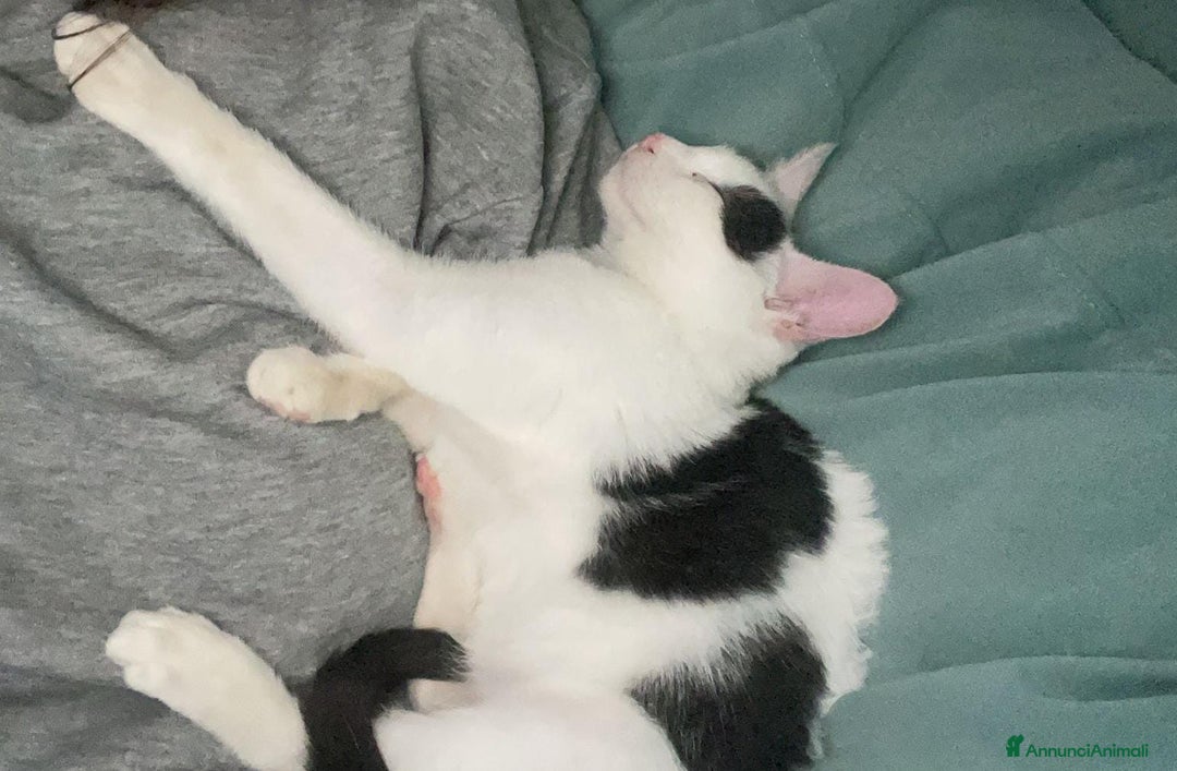 Meticcio gatti in regalo: BIANCO : SUPER COCCOLONE - Annuncio 3
