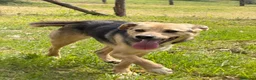 Meticcio cani in regalo: Rassy a Provincia di Cremona - Annuncio 3
