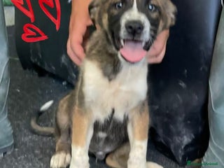 Meticcio cani BUDDY dolce monello a Provincia di Padova - Annuncio 28