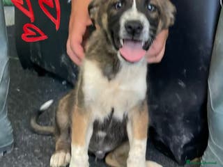 Meticcio cani BUDDY dolce monello a Provincia di Padova - Annuncio 38