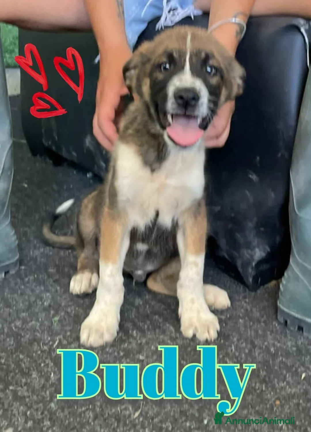 Meticcio cani in regalo: BUDDY dolce monello a Provincia di Padova - Annuncio 1