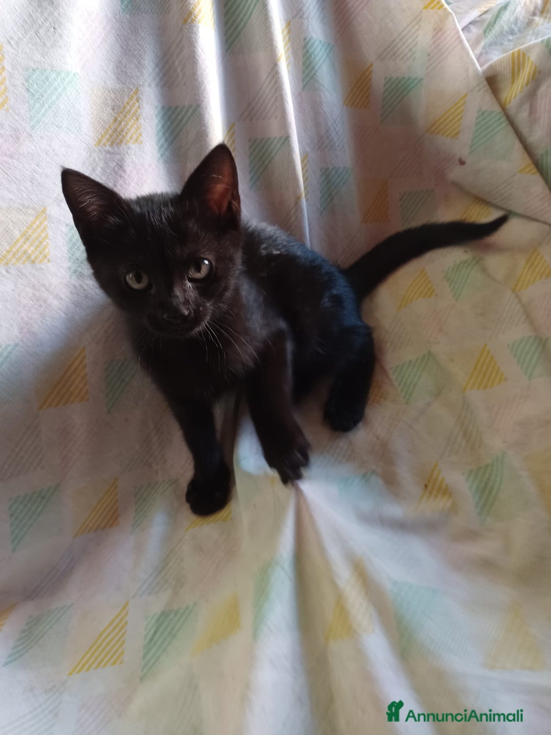 Europeo gatti in regalo: Gattini neri maschi e femmine - Annuncio 2