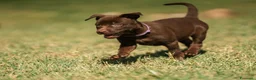 Australian Kelpie cani in vendita: Cuccioli Australian Kelpie  a Provincia di Siena - Annuncio 20