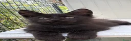 Maine Coon gatti in vendita: Cucciolo di maine coon manto nero (Daiquiri) - Annuncio 18