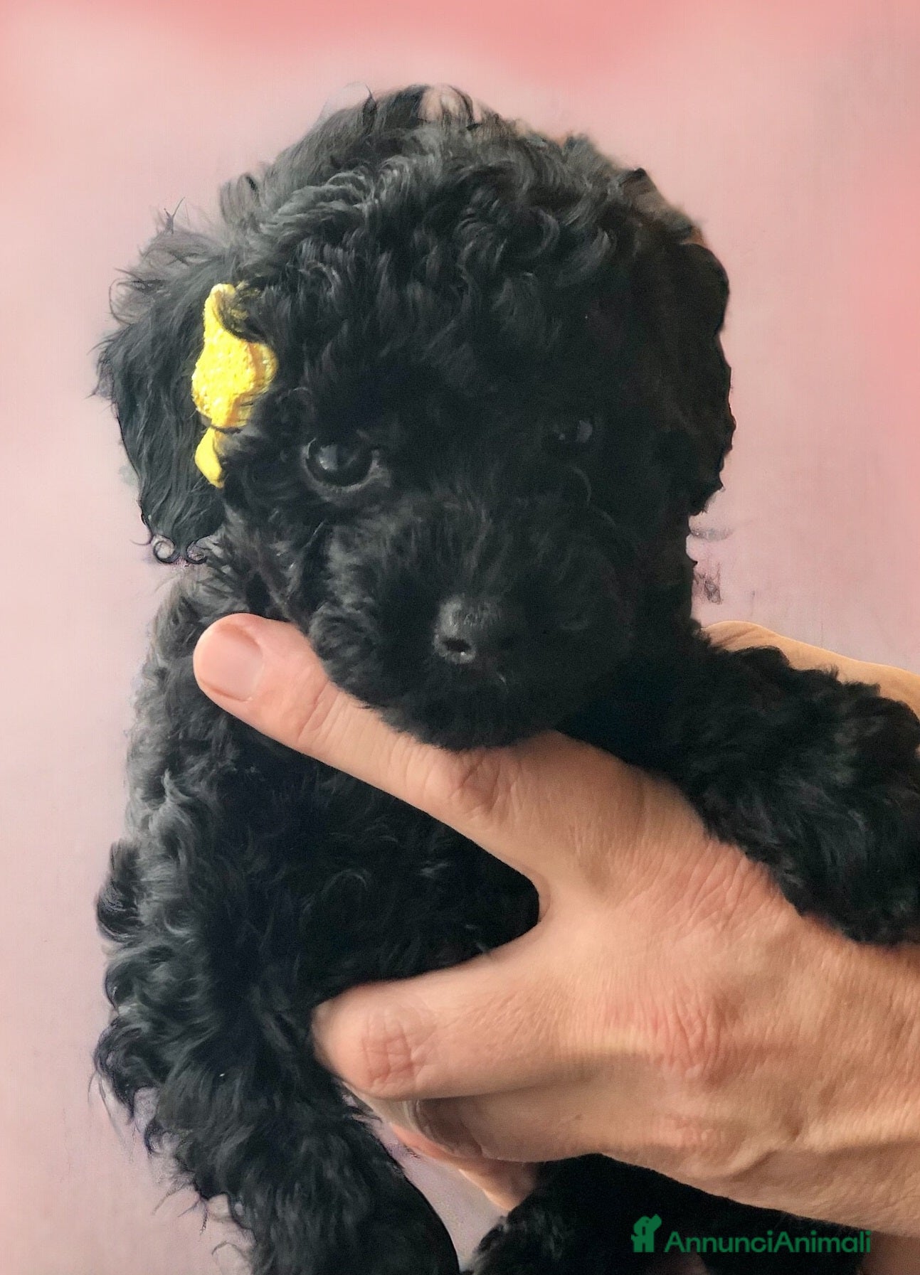 Barboncino cani Disponibili barboncini colore nero - Annuncio 3