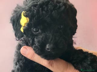 Barboncino cani Disponibili barboncini colore nero - Annuncio 3