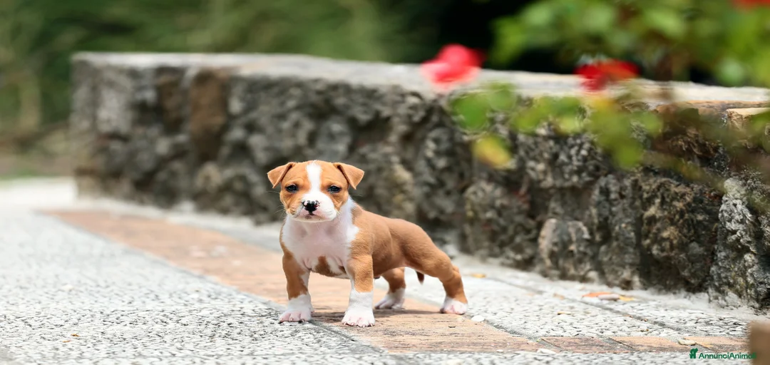 Immagine della galleria {{count}}