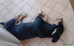 Segugio cani in regalo: Regalo cucciolo  - Immagine 6