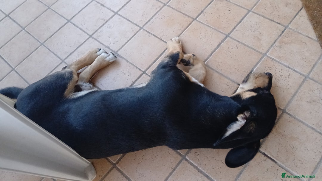 Segugio cani in regalo: Regalo cucciolo  - Immagine 6