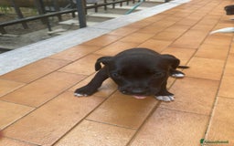 American Staffordshire cani in vendita: Annuncio URGENTE vendo cuccioli di AMSTAFF a Città metropolitana di Roma Capitale - Immagine 10