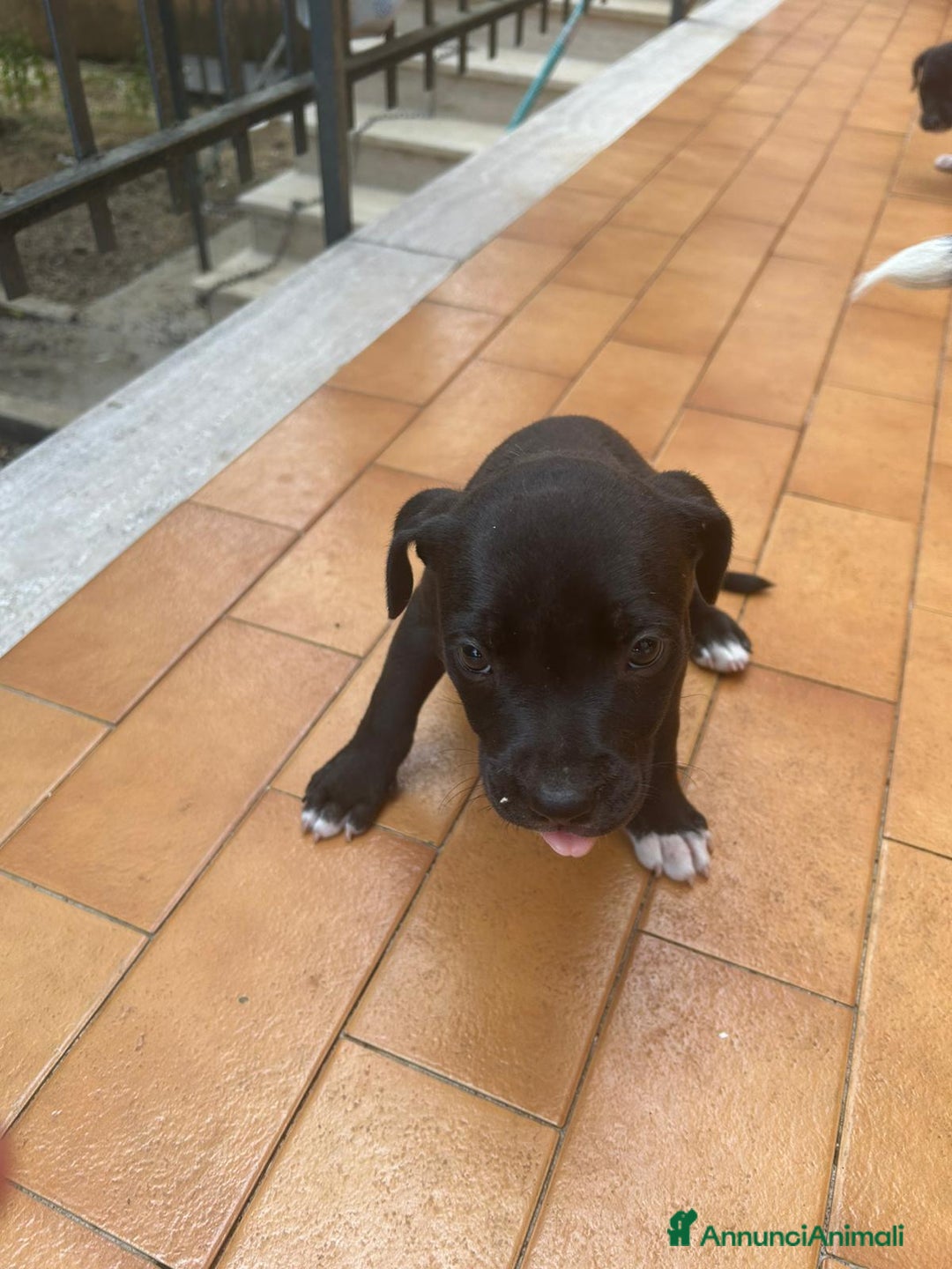 American Staffordshire cani in vendita: Annuncio URGENTE vendo cuccioli di AMSTAFF a Città metropolitana di Roma Capitale - Immagine 10
