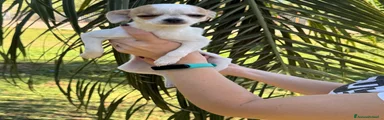 Chihuahua 2