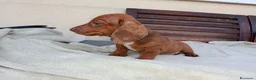 Bassotto cani in vendita: Bassotto arlecchino fulvo  a Provincia di Chieti - Annuncio 4