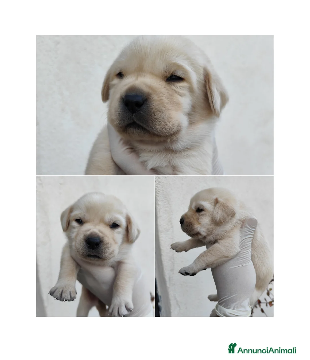 Labrador cani in vendita: Labrador retriever - pedigree Enci con affisso - Annuncio 2