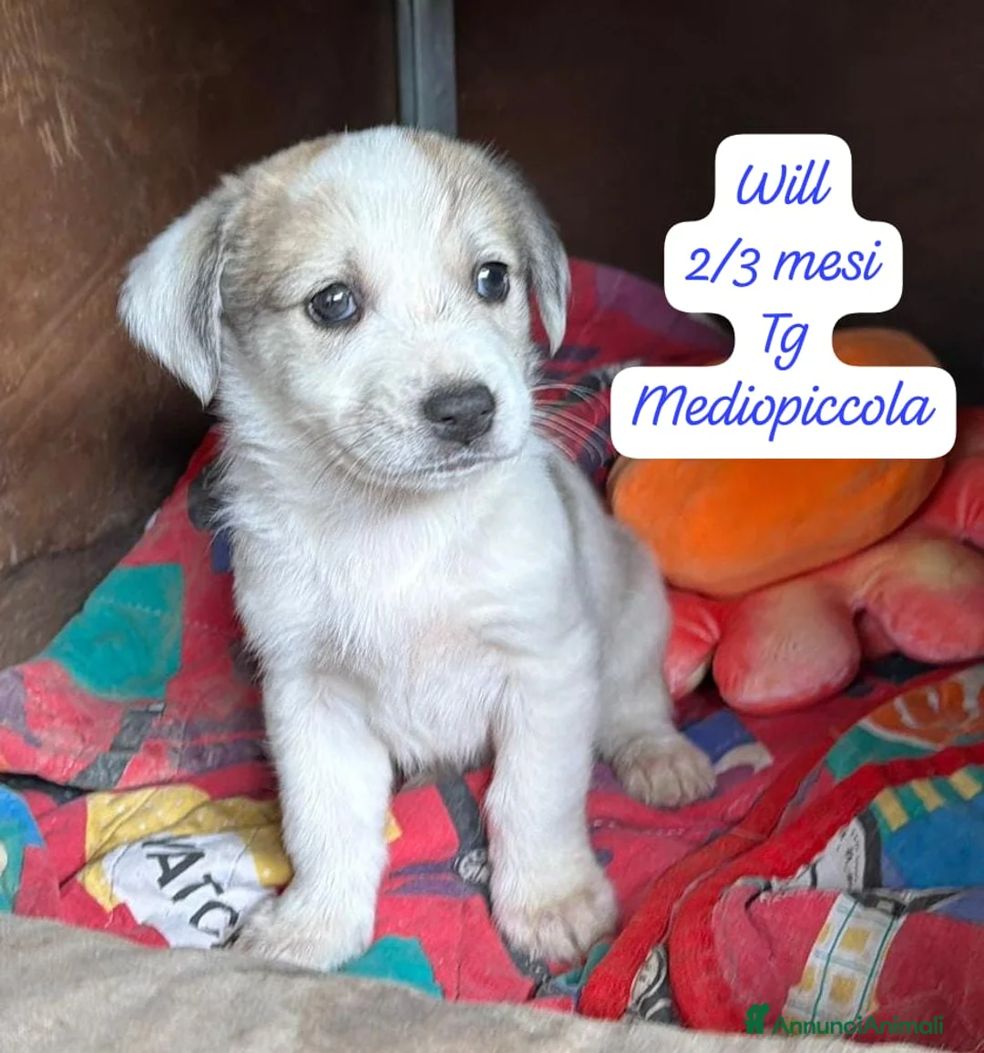 Meticcio cani in regalo: Cuccioli cercano urgentemente famiglia  a Provincia di Monza e della Brianza - Annuncio 1