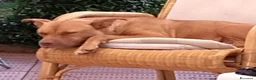Pitbull cani in regalo: Pitbull Red N.femmina 2anniSUPER URGENTE!LUINO VA - Annuncio 7
