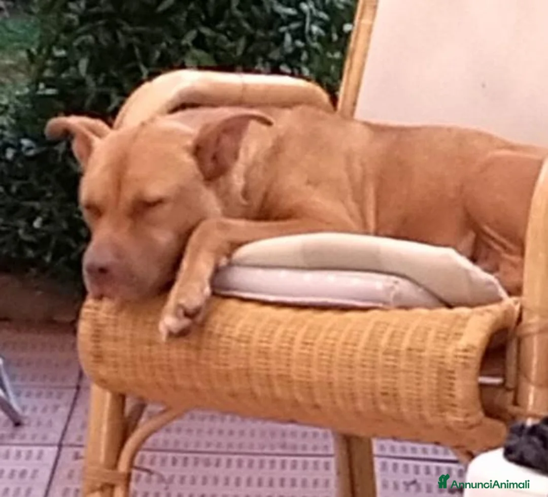Pitbull cani in regalo: Pitbull Red N.femmina 2anniSUPER URGENTE!LUINO VA - Annuncio 7