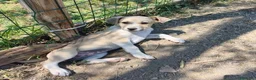 Meticcio cani in regalo: SOLE e MELA splendide cucciole - Annuncio 2