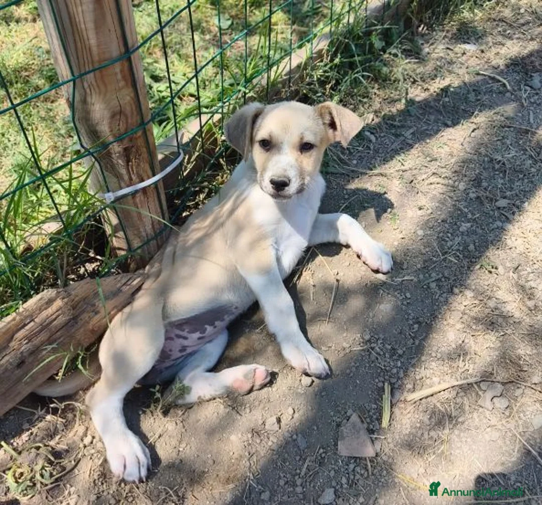 Meticcio cani in regalo: SOLE e MELA splendide cucciole - Annuncio 2