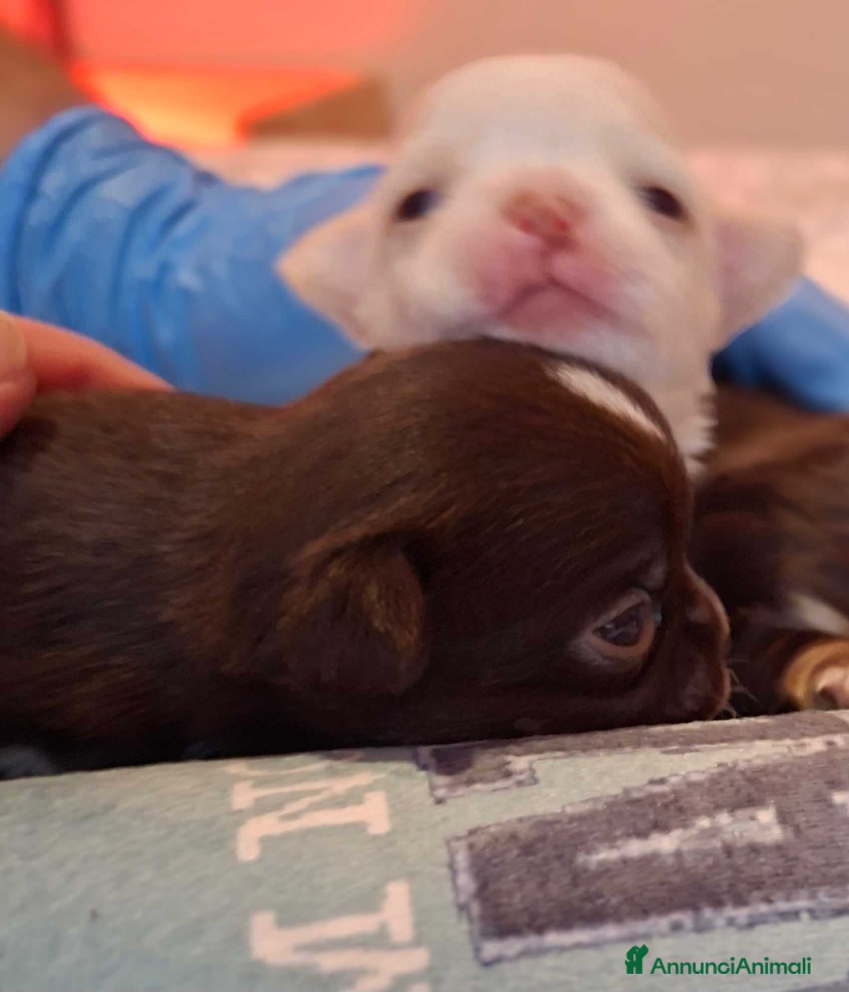 Chihuahua cani Disponibili maschietti pelo lungo  - Annuncio 2