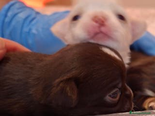 Chihuahua cani Disponibili maschietti pelo lungo - Annuncio 26