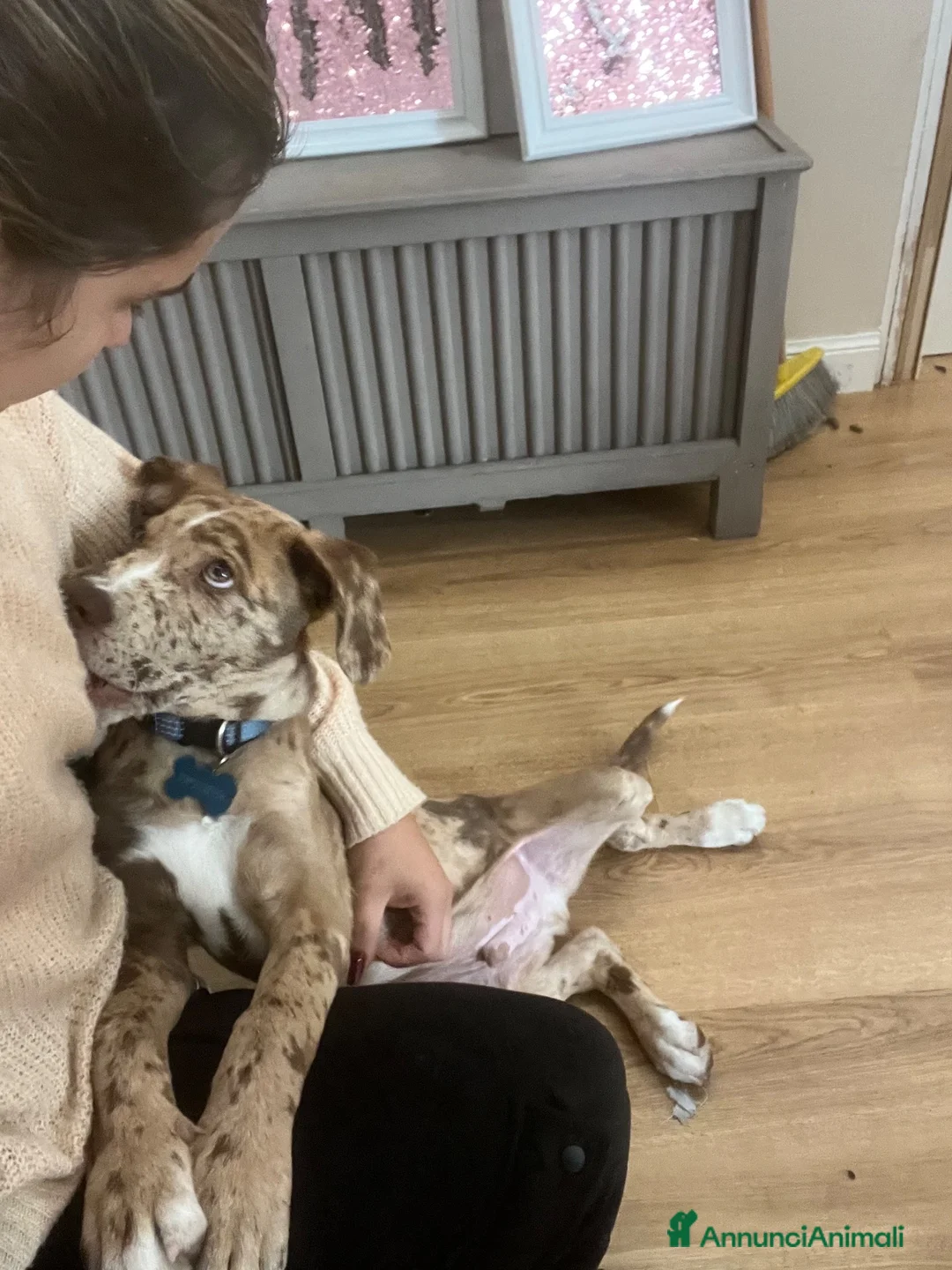 Meticcio cani in regalo: cucciolo  a Provincia di Monza e della Brianza - Annuncio 4