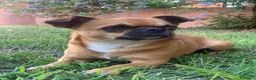 Chihuahua cani per accoppiamento: Femmina per accoppiamento  a Provincia di Cuneo - Annuncio 5