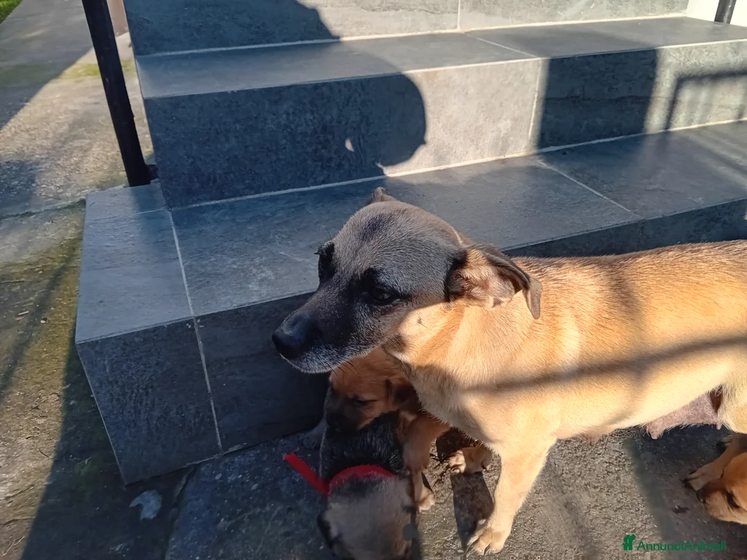 Meticcio cani in regalo: Meticcio  - Annuncio 2