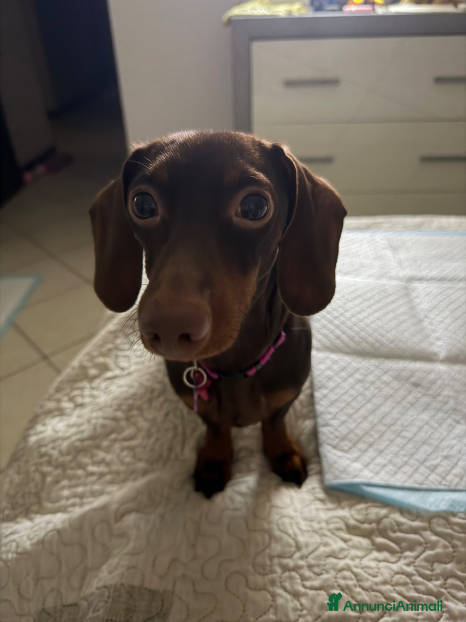 Bassotto cani Vendo Bassottina femmina - Annuncio 1