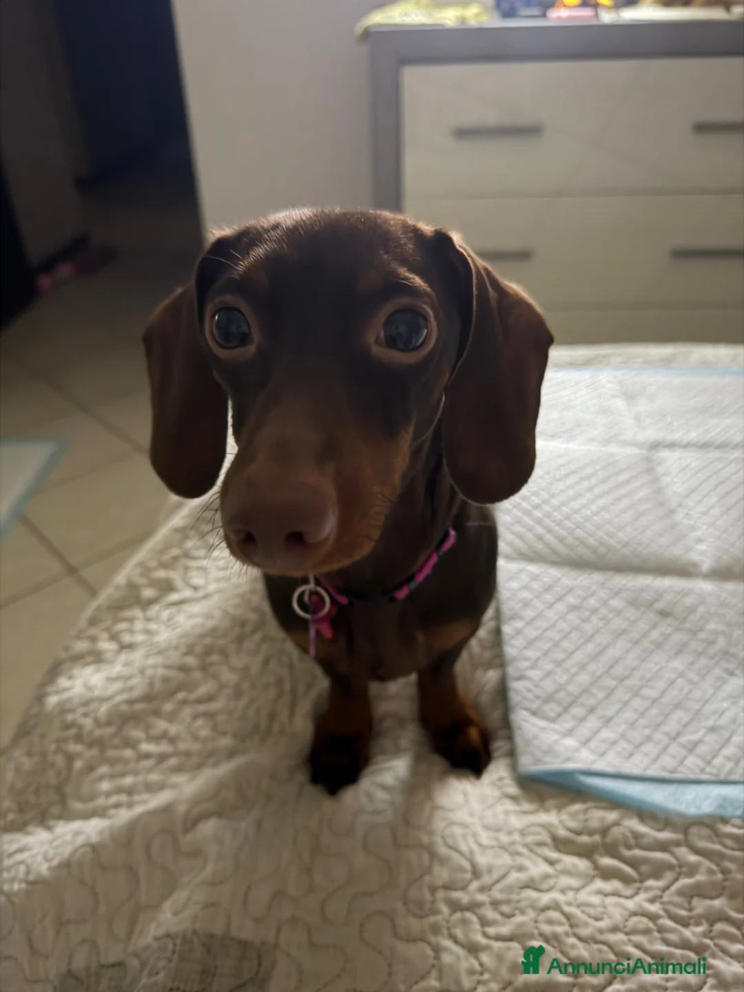 Bassotto cani in vendita: Vendo Bassottina femmina - Annuncio 1