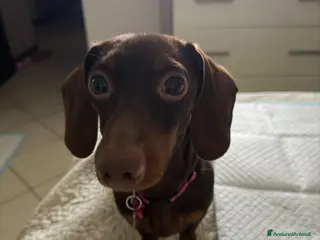 Bassotto cani Vendo Bassottina femmina - Annuncio 1