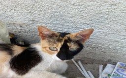 Meticcio gatti in regalo: Gattini dolcissimi cercano casa  a Città metropolitana di Milano - Immagine 8