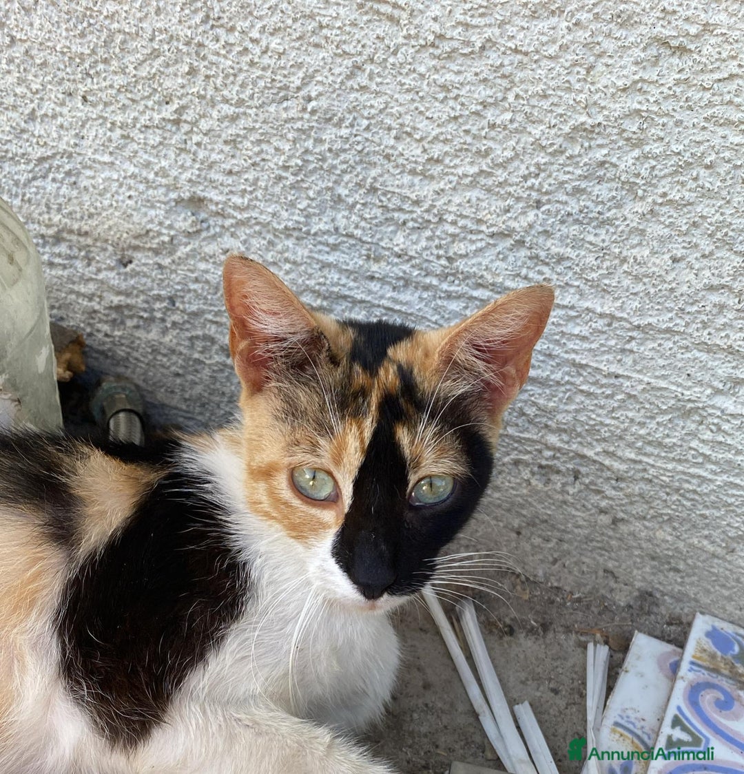 Meticcio gatti in regalo: Gattini dolcissimi cercano casa  a Città metropolitana di Milano - Immagine 8