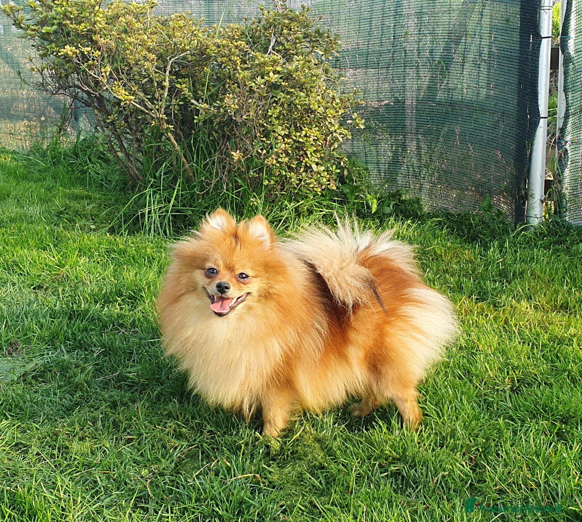 Spitz cani Cucciolo spitz tedesco piccolo  - Annuncio 27