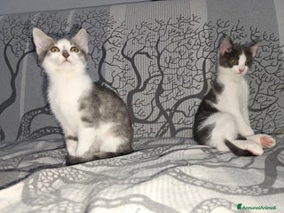 Meticcio gatti Regalo - Annuncio 11