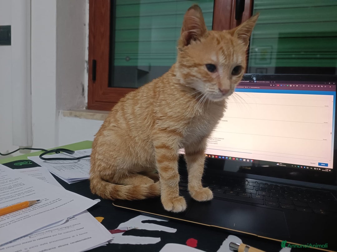 Altre razze gatti in regalo: GATTINI - Annuncio 8