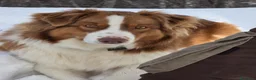 Australian Shepherd cani in vendita: Australian Shepherd pedigree ENCI - Annuncio 1