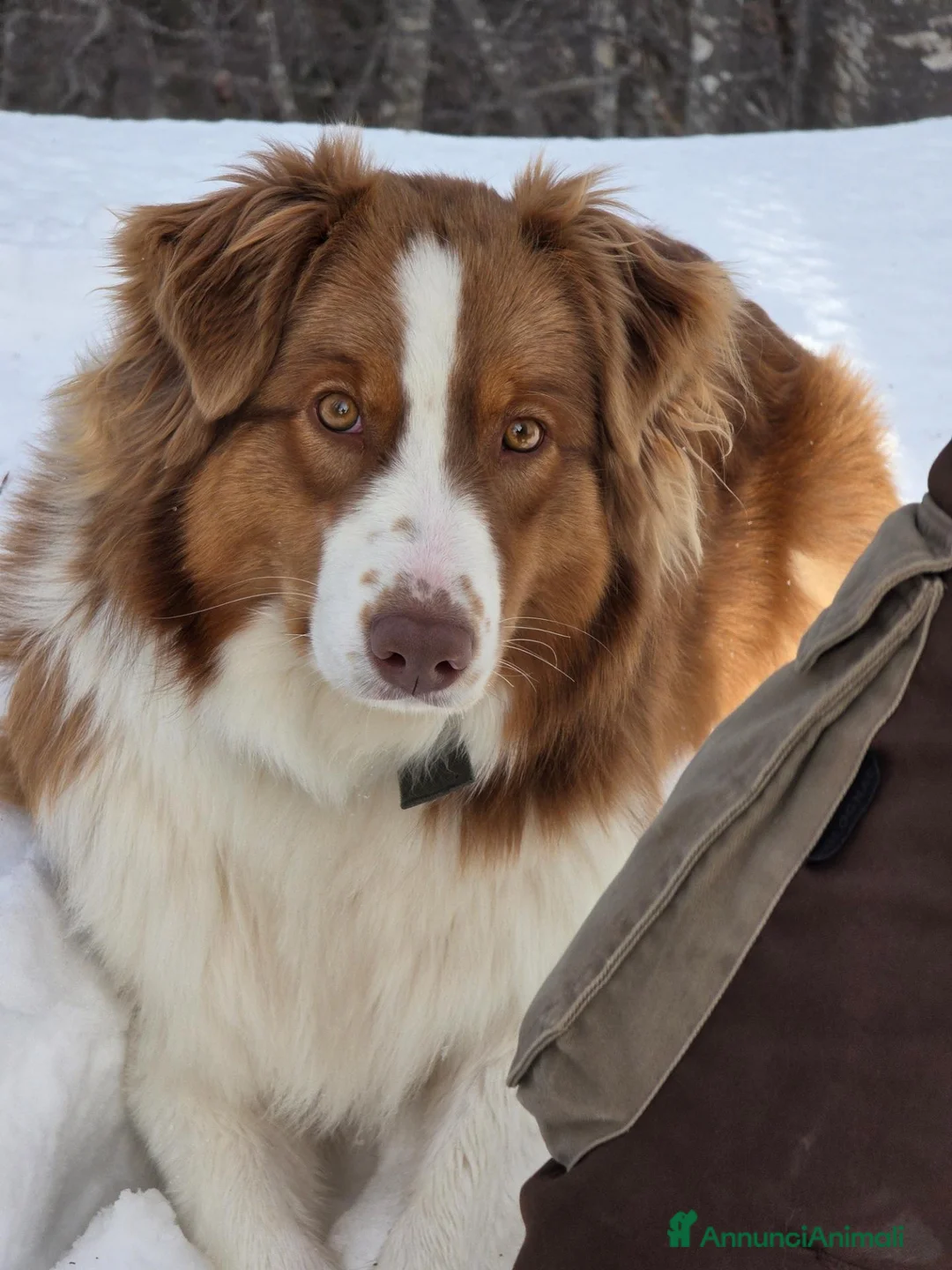 Australian Shepherd cani in vendita: Australian Shepherd pedigree ENCI - Annuncio 1