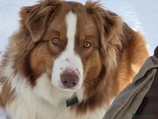 Australian Shepherd cani Australian Shepherd pedigree ENCI - Annuncio 28