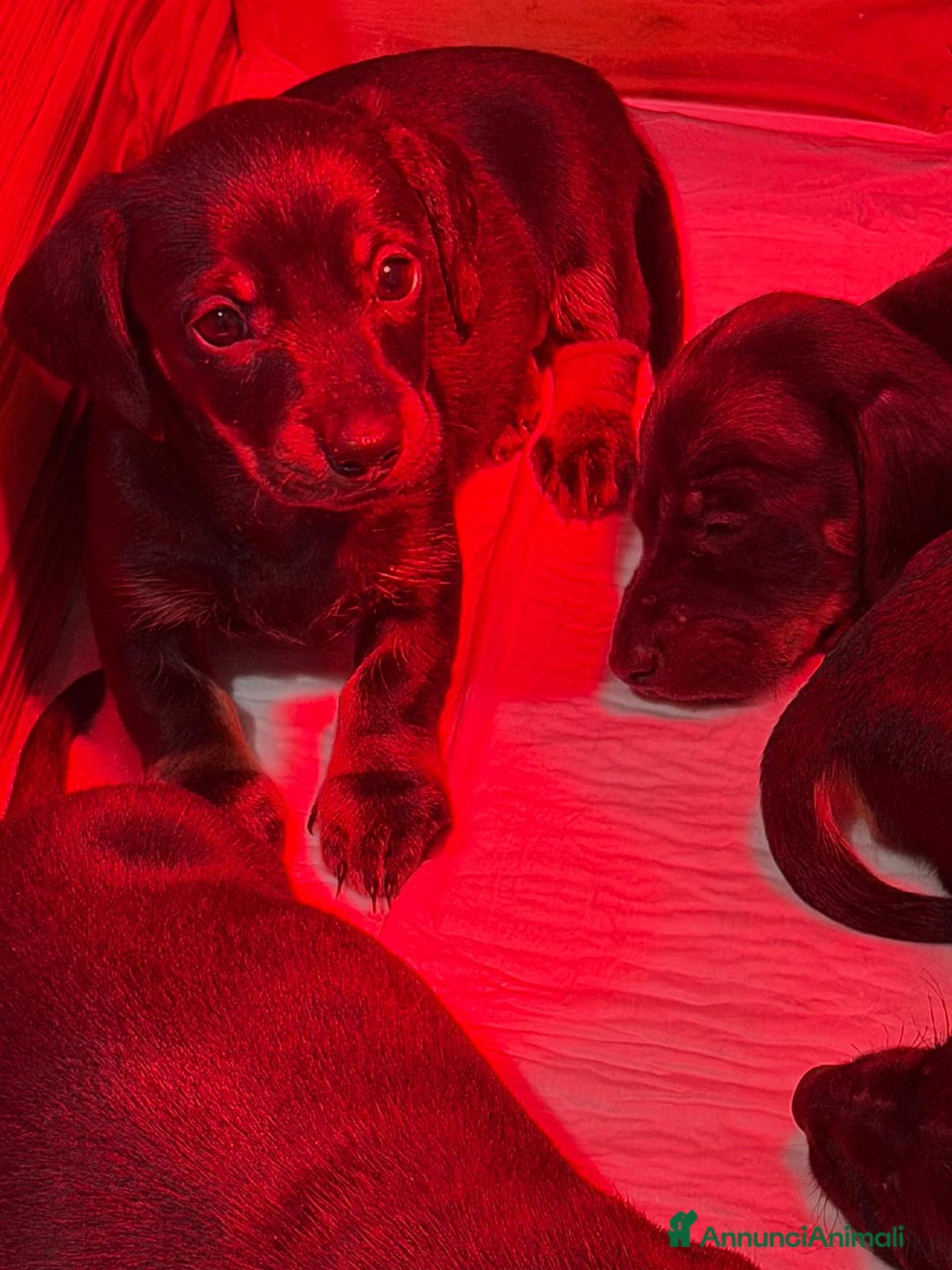 Bassotto cani in vendita: Bassotto  - Annuncio 7