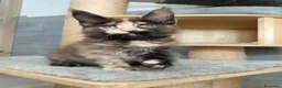 Maine Coon gatti in vendita: Femmine maine coon con pedigree Fife  - Annuncio 5