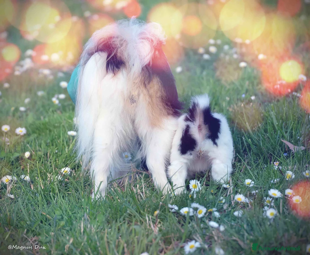 Papillon cani in vendita: Cucciola di Papillon - Annuncio 2