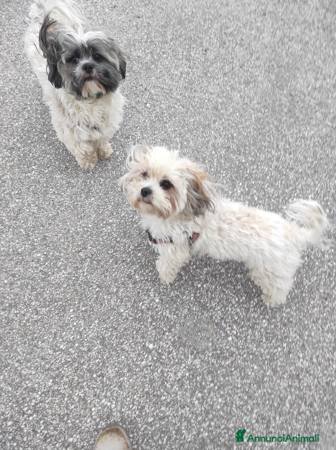 Shih Tzu cani in vendita: Coppia di Shitzu di un anno e mezzo  - Annuncio 3