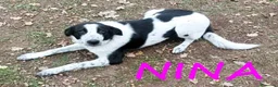 Meticcio cani in regalo: Meravigliose NINA e STELLA a Provincia di Parma - Annuncio 3